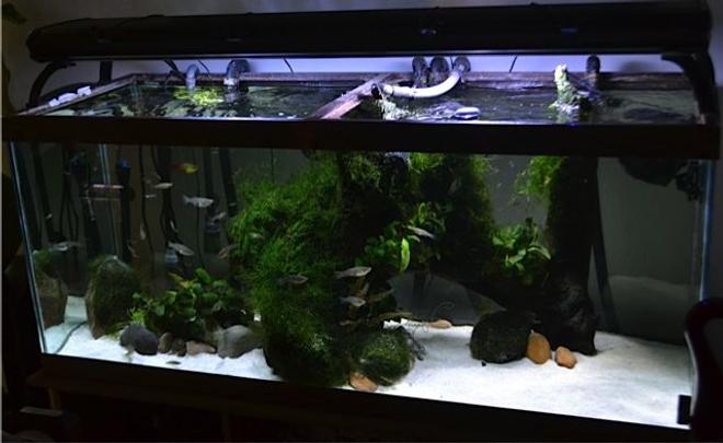 70 gallons planted tank (mostly live plants and fish) - established 2008