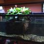fish tank picture - musk turtle tank - 60G - real plants.