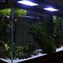 fish tank picture - yowza. planted..