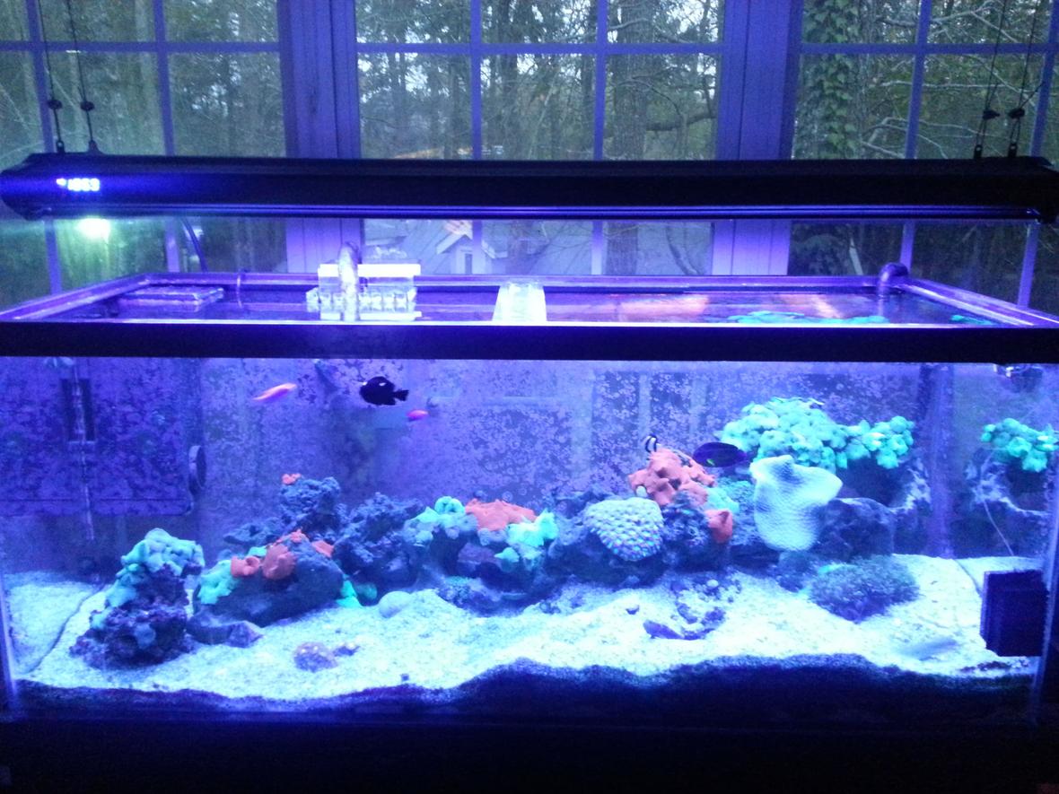 75 gallons reef tank (mostly live coral and fish) - Ready to be judged