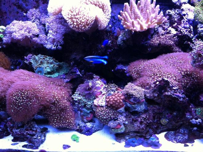 65 gallons reef tank (mostly live coral and fish) - Tank