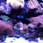 65 gallons reef tank (mostly live coral and fish) - Tank