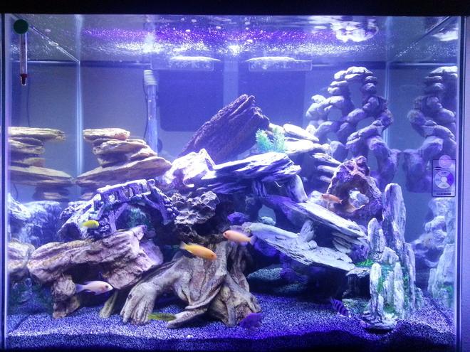 56 gallons freshwater fish tank (mostly fish and non-living decorations) - 56 gallon cichlid tank