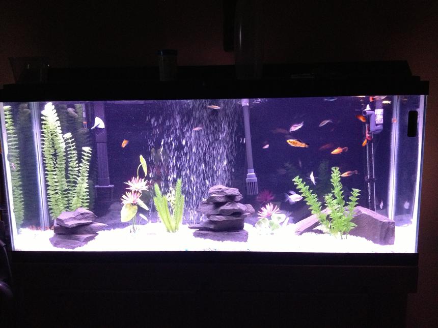 Rated #197: 55 Gallons Freshwater Fish Tank - Freshwater tank with slate and a variety of community fish
