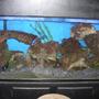 55 gallons freshwater fish tank (mostly fish and non-living decorations) - 55 gal african cichlid malawi,tanganyika, victorian mixed tank