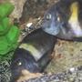 freshwater fish - tropheus moorii - moorii (kaiser ii) cichlid stocking in 55 gallons tank - mating duboisi