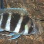 freshwater fish - cyphotilapia frontosa - frontosa cichlid stocking in 55 gallons tank - frontosa