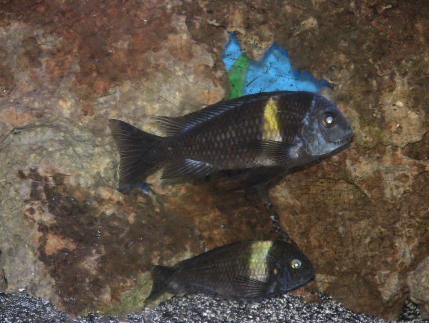 Rated #1165: Freshwater Fish - Tropheus Moorii - Moorii (kaiser Ii) Cichlid Stocking In 55 Gallons Tank - male n female duboisi