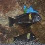 freshwater fish - tropheus moorii - moorii (kaiser ii) cichlid stocking in 55 gallons tank - male n female duboisi
