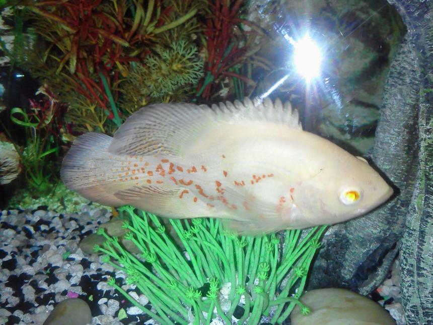 Rated #29: Freshwater Fish - Astronotus Ocellatus - Tiger Oscar Stocking In 72 Gallons Tank - veil tail oscar