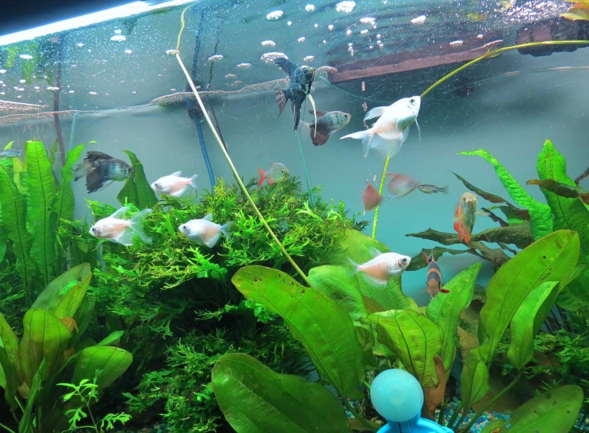 55 gallons planted tank (mostly live plants and fish) - 3 and 1/2 year old, 55 gal tank. All live plants.