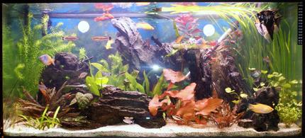43 gallons planted tank (mostly live plants and fish) - 55 gal planted tank