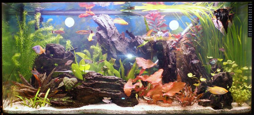 Rated #29: 43 Gallons Planted Tank - 55 gal planted tank