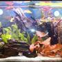 43 gallons planted tank (mostly live plants and fish) - 55 gal planted tank