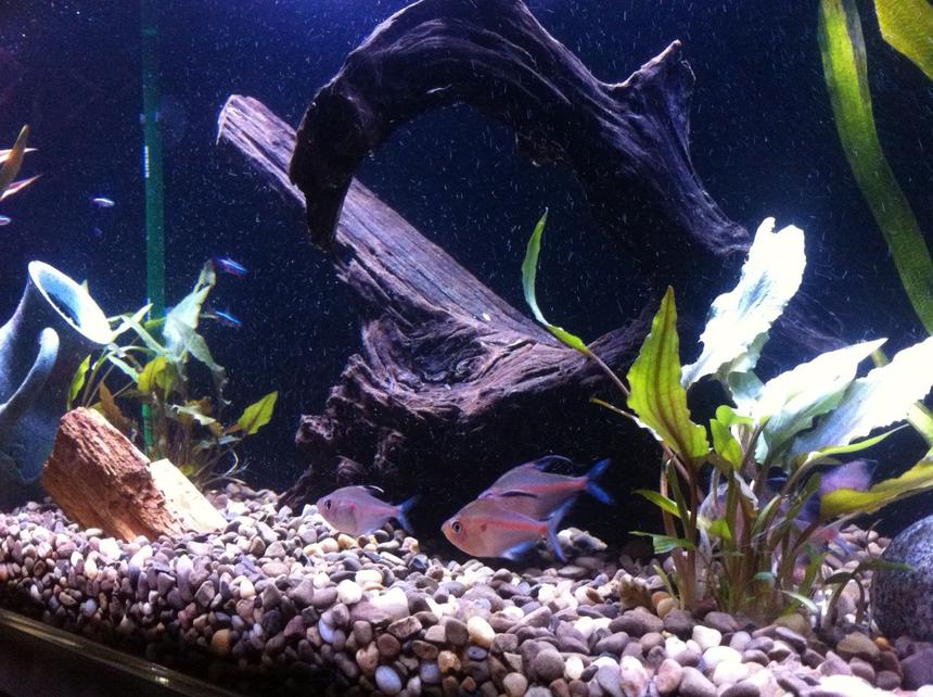 Rated #54: Freshwater Fish - Hyphessobrycon Erythrostigma - Bleeding Heart Tetra Stocking In 35 Gallons Tank - Several of our bleeding hearts.