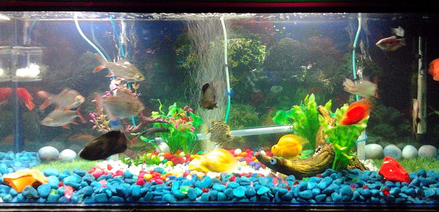 Rated #206: 67 Gallons Freshwater Fish Tank - New Setup of 67 gallon tank with Oscar, Blood Parrot, Silver dollar, Bala Shark, Argus, Tin foil etc. All non living plant.