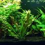 46 gallons planted tank (mostly live plants and fish) - 46G planted tank at 3 months. Weekly trimming is required due to rapid growth of wisteria and ludwiga. Red Flame Sword gets 2 or 3 new leaves each week.