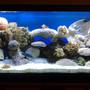 90 gallons saltwater fish tank (mostly fish, little/no live coral) - 90 gal