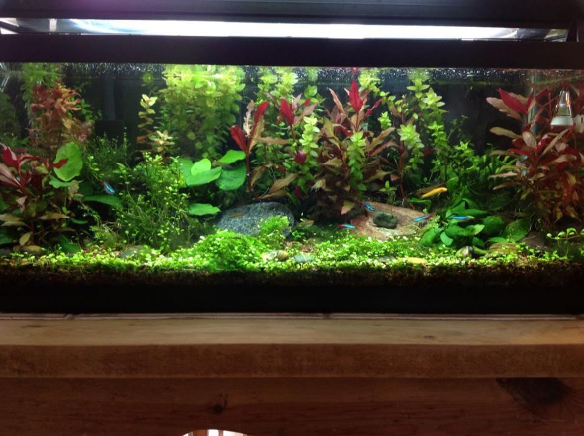 20 gallons planted tank (mostly live plants and fish) - as of 3-25-2013