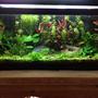 20 gallons planted tank (mostly live plants and fish) - as of 3-25-2013