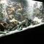 fish tank picture - 55 gallon cichlids tank