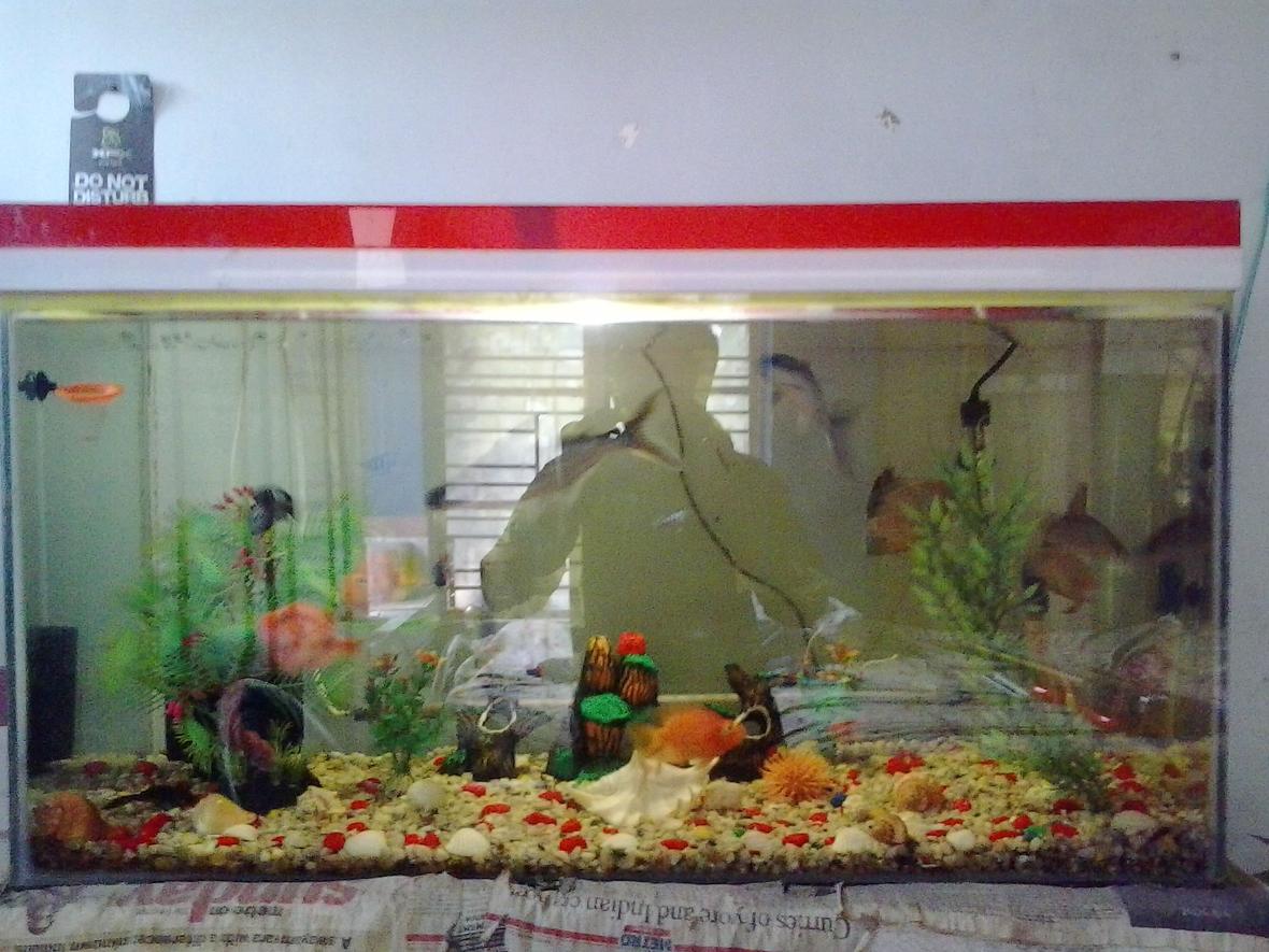 37 gallons freshwater fish tank (mostly fish and non-living decorations) - my tank