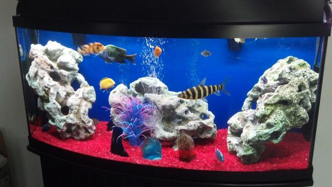 72 gallons freshwater fish tank (mostly fish and non-living decorations) - My 72 G bowfront, mostly AFrican Cichlid