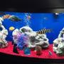 72 gallons freshwater fish tank (mostly fish and non-living decorations) - My 72 G bowfront, mostly AFrican Cichlid