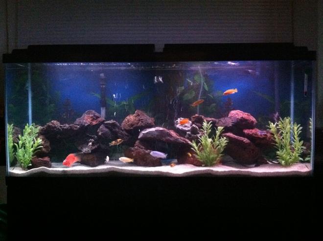 55 gallons freshwater fish tank (mostly fish and non-living decorations)