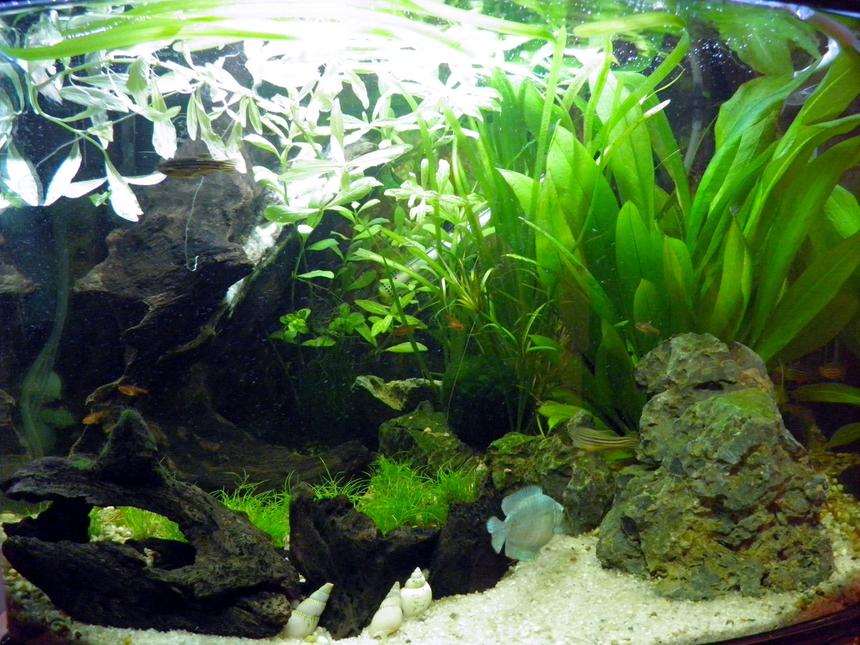 Rated #26: 13 Gallons Planted Tank - Fron't view of the tank. Tank is
cubed shaped so its be set out so it
can viewed from either side aswell.