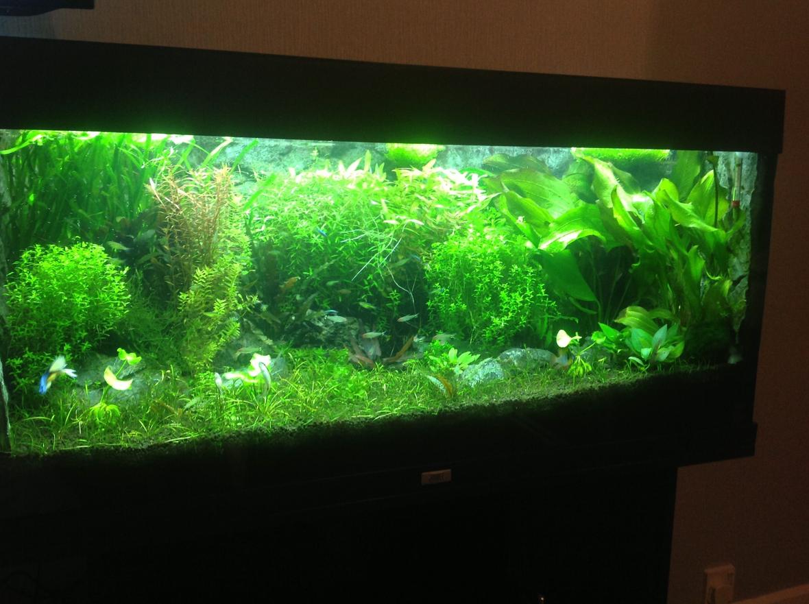 40 gallons planted tank (mostly live plants and fish) - Planted aquarium with lots of rasbora
