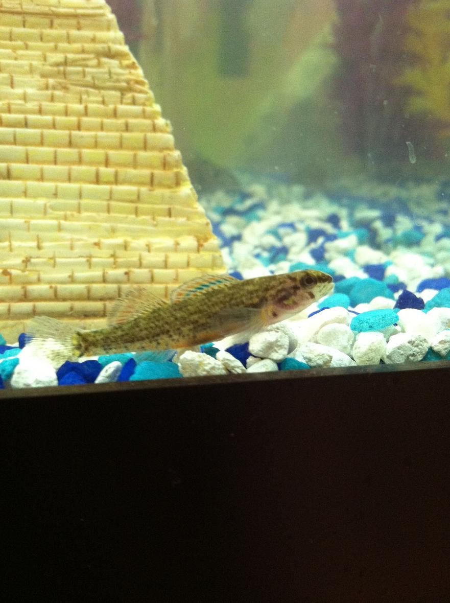 Rated #57: Freshwater Fish - Etheostoma Phytophilum - Rush Darter Stocking In 56 Gallons Tank - Rush Darter(Etheostoma phytophilum)