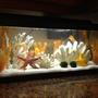 20 gallons freshwater fish tank (mostly fish and non-living decorations) - My tank, 20 gallon long