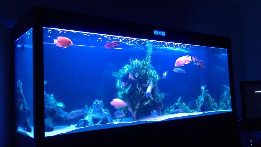Rated #124: 200 Gallons Freshwater Fish Tank - Cleair Maz 2000 tropical tank , cichlids and cats