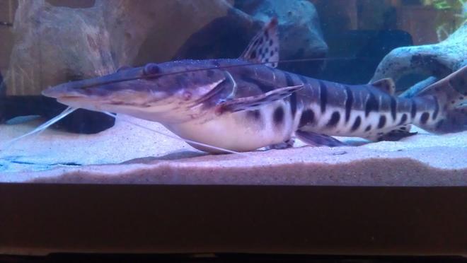 freshwater fish - pseudoplatystoma fasciatum - tiger shovelnose cat stocking in 200 gallons tank - 8 inch tiger shovel nose catfish
