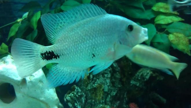 freshwater fish - vieja maculicauda - black belt cichlid stocking in 200 gallons tank - Black belt