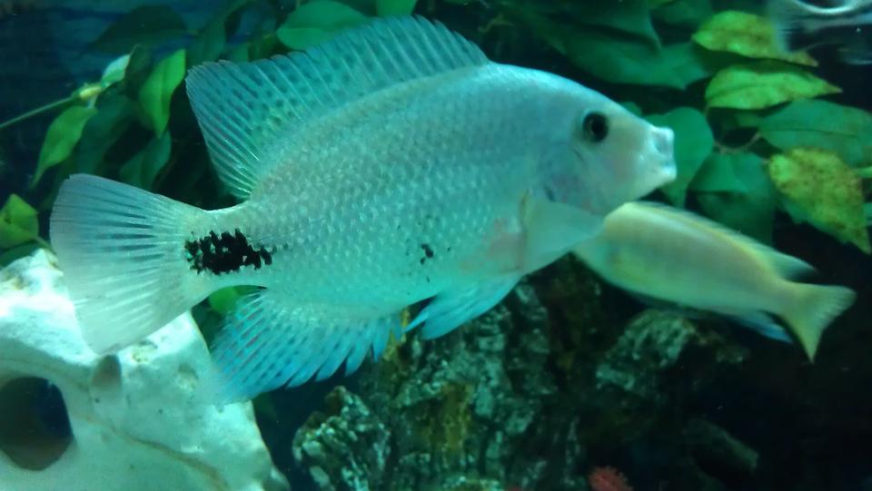 freshwater fish - vieja maculicauda - black belt cichlid stocking in 200 gallons tank - Black belt
