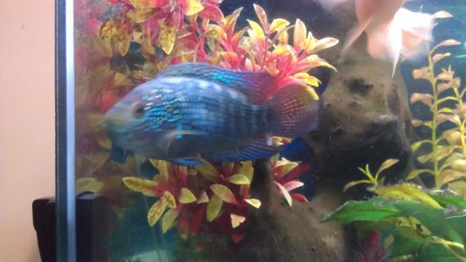 freshwater fish - nandopsis octofasciatum - jack dempsey stocking in 200 gallons tank - Jack Dempsey