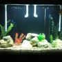 45 gallons freshwater fish tank (mostly fish and non-living decorations) - My 45 Gallon Tall Cichlid Tank.
