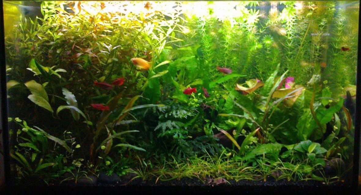 15 gallons planted tank (mostly live plants and fish) - Garden style. Easy plants, weekly 1/3 water change and pruning. Excel daily and liquid ferts every 2nd day. Honey gourami, 5 cherry barbs, 4 triliniatus corydoras (aka three-line or false julii cory). Also red cherry shrimp and a few ramshorn snails. Plant list see my profile :)