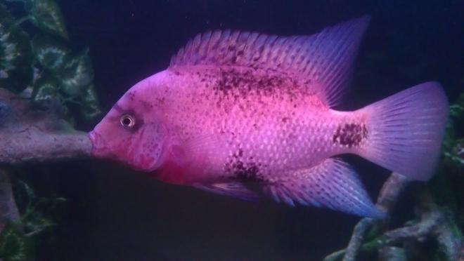 freshwater fish - vieja maculicauda - black belt cichlid stocking in 200 gallons tank - Black belt
