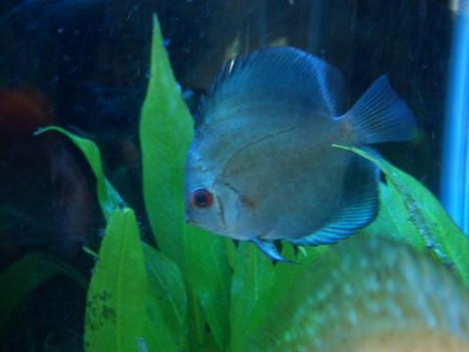 freshwater fish - symphysodon sp. - blue diamond discus stocking in 55 gallons tank - Blue Diamond Discus