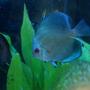 freshwater fish - symphysodon sp. - blue diamond discus stocking in 55 gallons tank - Blue Diamond Discus