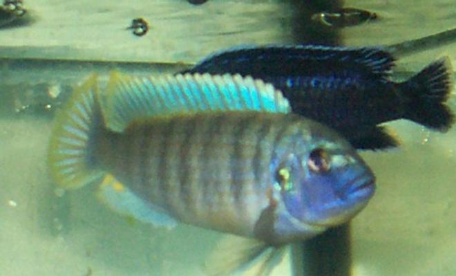 freshwater fish - labidochromis sp. - hongi stocking in 30 gallons tank - Male Cichlid trying to pick up a lady friend !
