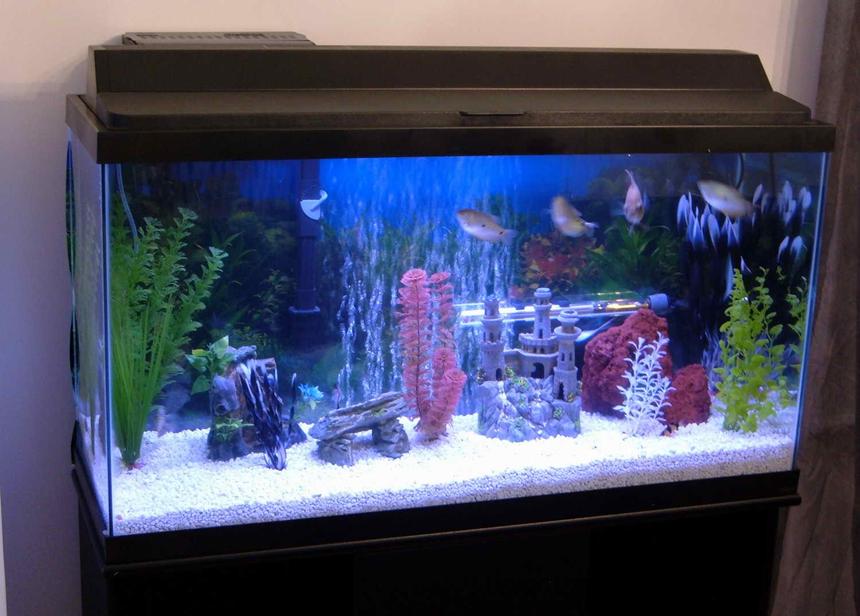 Rated #289: 38 Gallons Freshwater Fish Tank - The Tank!