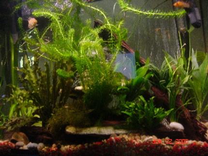 50 gallons planted tank (mostly live plants and fish) - 40G Planted Tank