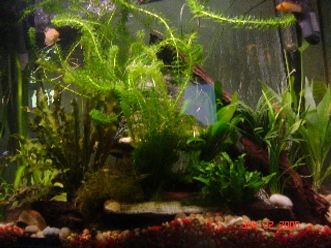50 gallons planted tank (mostly live plants and fish) - 40G Planted Tank
