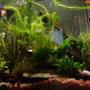 50 gallons planted tank (mostly live plants and fish) - 40G Planted Tank