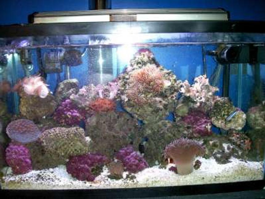 Rated #128: 55 Gallons Reef Tank - Reef Tank 29 gallon