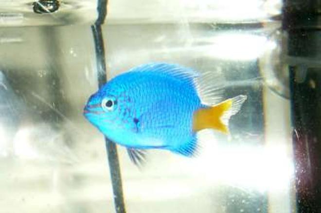 saltwater fish - chrysiptera parasema - yellowtail damselfish stocking in 55 gallons tank - Yellow Tail